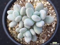 성미인 군생 S0604 다육식물