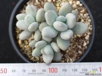 성미인 군생 S0604 다육식물