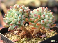 블루엘프 목대 S0698 다육식물