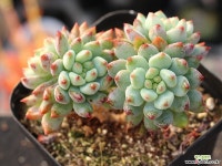 블루엘프 목대 S0698 다육식물