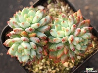 블루엘프 목대 S0698 다육식물