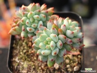 블루엘프 목대 S0698 다육식물