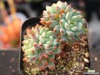 블루엘프 목대 S0698 다육식물