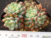 블루엘프 목대 S0698 다육식물