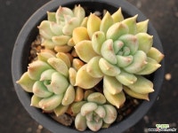 멜로디 군생 S0720 다육식물