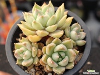 멜로디 군생 S0720 다육식물