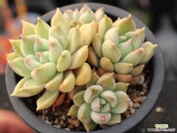 멜로디 군생 S0720 다육식물