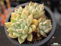 멜로디 군생 S0720 다육식물