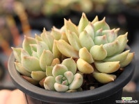 멜로디 군생 S0720 다육식물