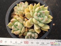 멜로디 군생 S0720 다육식물