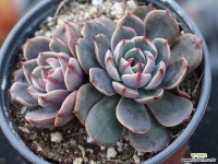 산타루이스 군생 S0783 다육식물