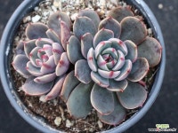 산타루이스 군생 S0783 다육식물