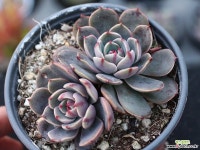 산타루이스 군생 S0783 다육식물