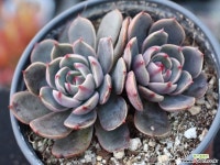 산타루이스 군생 S0783 다육식물