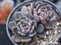 산타루이스 군생 S0783 다육식물