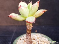 론에반스1129-13 다육식물