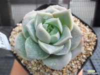 러블리로즈 N11-1091 다육식물