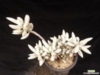 은월 26-322 다육식물