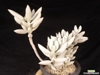 은월 26-322 다육식물