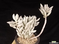 은월 26-322 다육식물