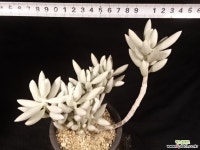 은월 26-322 다육식물