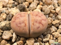 리톱스 27-12 리톱스/메셈