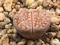 리톱스 27-25 리톱스/메셈