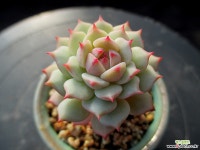 켑틴헤이 11-1131 다육식물