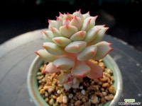 켑틴헤이 11-1131 다육식물