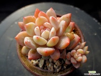 오렌지먼로 11-1134 다육식물