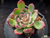 홍예 11-1137 다육식물