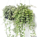 디시디아 행잉플랜트 미세먼지정화식물 전국미세먼지 실내공기정화식물 공기정화식물