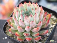 골든베어 S0766 다육식물