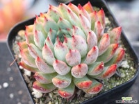 골든베어 S0766 다육식물