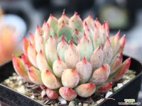 골든베어 S0766 다육식물