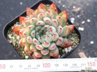 골든베어 S0766 다육식물