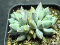 스파이더웹 군생 S0807 다육식물