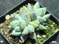 스파이더웹 군생 S0807 다육식물