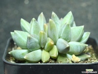 스파이더웹 군생 S0807 다육식물