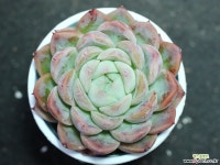 세뉴라 S0804 다육식물