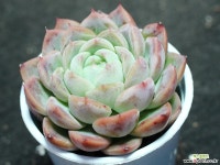 세뉴라 S0804 다육식물