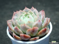 세뉴라 S0804 다육식물