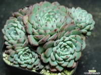 화이트미니마 군생 S0828 다육식물