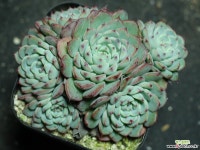 화이트미니마 군생 S0828 다육식물