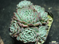 화이트미니마 군생 S0828 다육식물