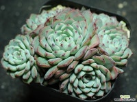 화이트미니마 군생 S0828 다육식물