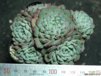 화이트미니마 군생 S0828 다육식물