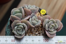 러블리로즈 다육식물