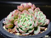 라엔51 다육식물