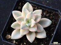 살구미인금 S0846 다육식물